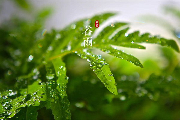 谷雨節(jié)氣喝什么茶養(yǎng)生 谷雨節(jié)氣的飲食禁忌 谷雨節(jié)氣喝什么茶養(yǎng)生 谷雨節(jié)氣的飲食禁忌