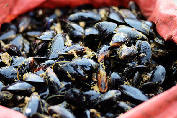 海虹肉為什么有白有黃 海虹黃的好還是白的好 海虹肉為什么有白有黃 海虹黃的好還是白的好