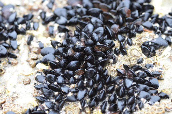 海虹肉為什么有白有黃 海虹黃的好還是白的好 海虹肉為什么有白有黃 海虹黃的好還是白的好