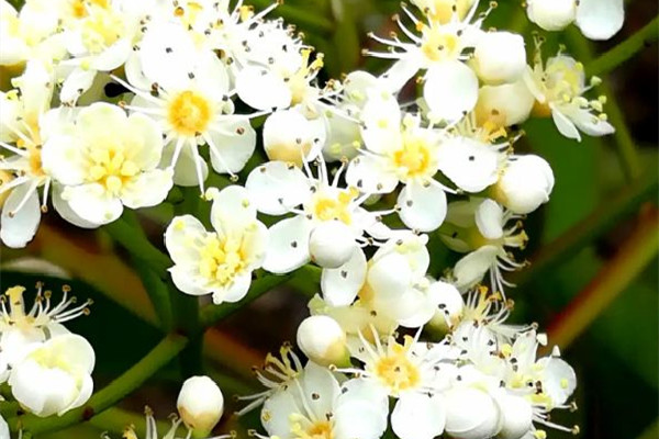 石楠花是什么梗 石楠花的味道是什么梗 石楠花是什么梗 石楠花的味道是什么梗