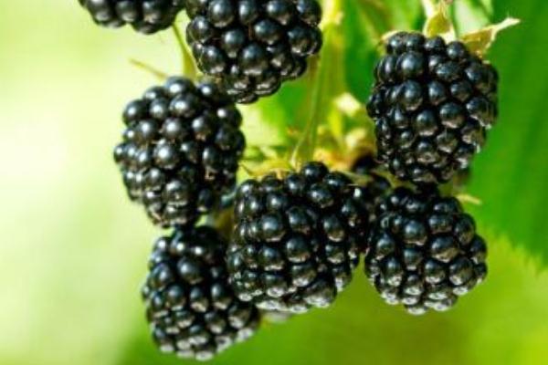 黑樹莓是桑葚嗎 黑樹莓的功效與作用 黑樹莓是桑葚嗎 黑樹莓的功效與作用
