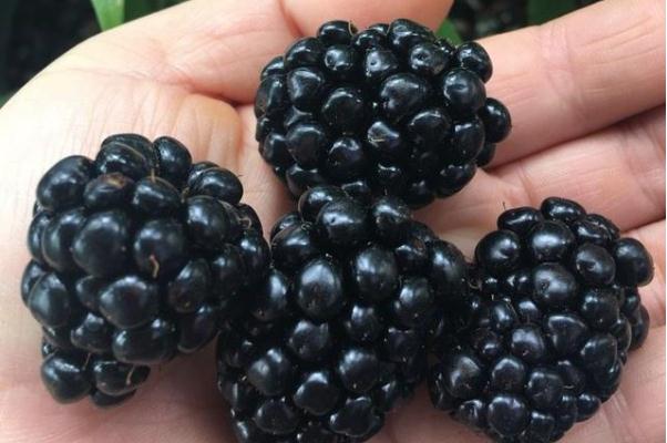 黑樹莓是桑葚嗎 黑樹莓的功效與作用 黑樹莓是桑葚嗎 黑樹莓的功效與作用