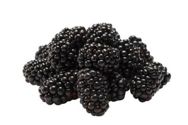 黑樹莓有蟲嗎 黑樹莓會上火嗎 黑樹莓有蟲嗎 黑樹莓會上火嗎