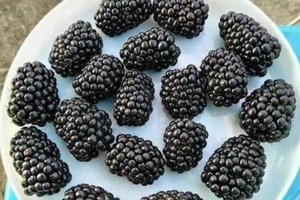 黑樹莓有蟲嗎 黑樹莓會上火嗎 黑樹莓有蟲嗎 黑樹莓會上火嗎