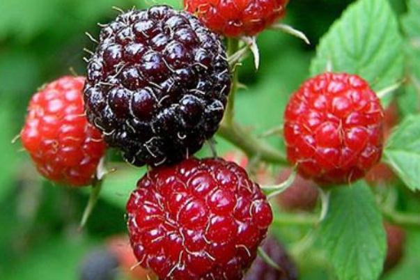 黑樹莓有蟲嗎 黑樹莓會上火嗎 黑樹莓有蟲嗎 黑樹莓會上火嗎