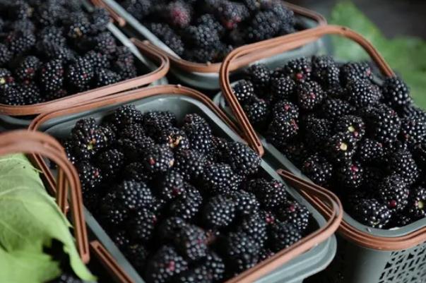 黑樹莓是桑葚嗎 黑樹莓的功效與作用 黑樹莓是桑葚嗎 黑樹莓的功效與作用