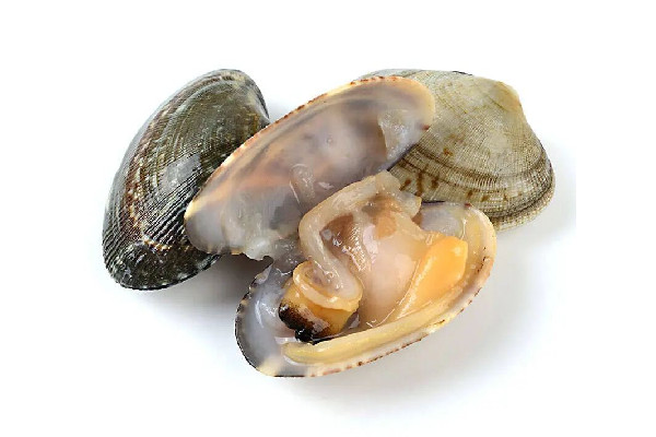 蛤蜊多少錢一斤 蛤蜊是不是花甲 蛤蜊多少錢一斤 蛤蜊是不是花甲