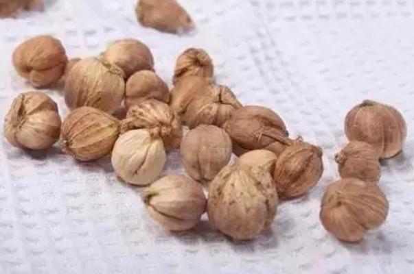 白蔻有假的嗎 白蔻有什么用 白蔻有假的嗎 白蔻有什么用