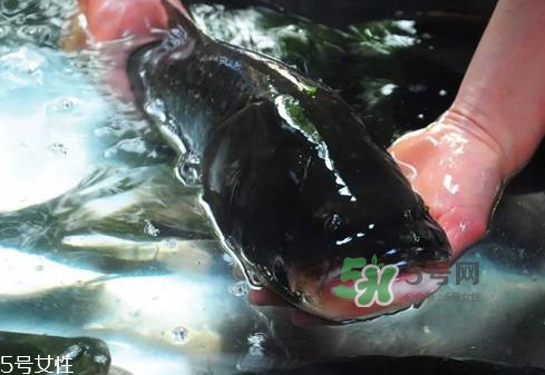 花鰱魚(yú)多少錢(qián)一斤市場(chǎng)價(jià)2022 花鰱魚(yú)是什么魚(yú) 花鰱魚(yú)多少錢(qián)一斤市場(chǎng)價(jià)2022 花鰱魚(yú)是什么魚(yú)