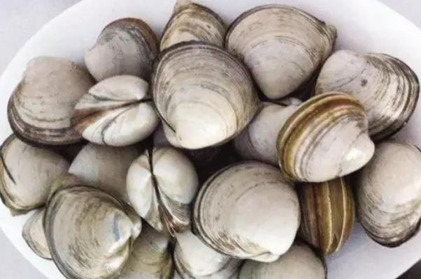 蛤蜊的功效與作用 蛤蜊怎么去泥沙 蛤蜊的功效與作用 蛤蜊怎么去泥沙