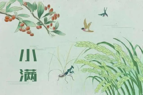 小滿(mǎn)吃什么傳統(tǒng)食物 小滿(mǎn)要吃餃子嗎 小滿(mǎn)吃什么傳統(tǒng)食物 小滿(mǎn)要吃餃子嗎