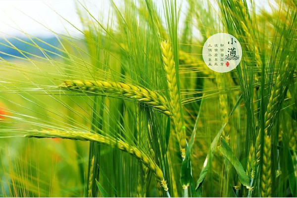 小滿節(jié)氣是幾月幾日 小滿節(jié)氣的含義是什么 小滿節(jié)氣是幾月幾日 小滿節(jié)氣的含義是什么