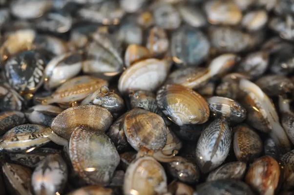 蛤蜊的內(nèi)臟如何去除 蛤蜊的種類 蛤蜊的內(nèi)臟如何去除 蛤蜊的種類