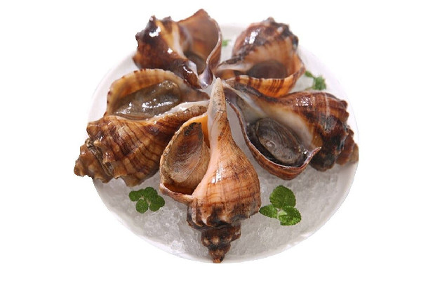 大海螺吐紫色粘液還可以吃嗎 大海螺為什么會吐紫色的液體 大海螺吐紫色粘液還可以吃嗎 大海螺為什么會吐紫色的液體