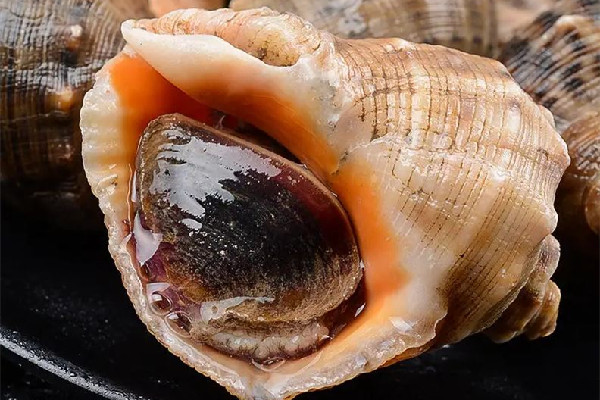 海螺什么季節(jié)吃最好 海螺有哪些品種 海螺什么季節(jié)吃最好 海螺有哪些品種