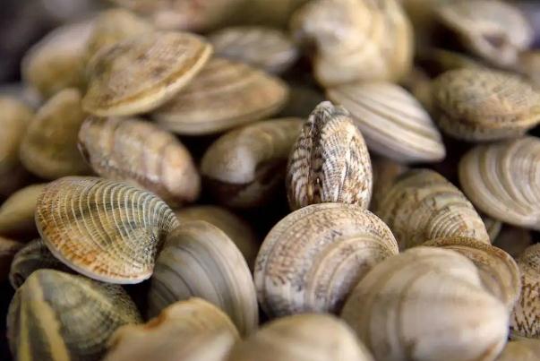 蛤蜊的內(nèi)臟如何去除 蛤蜊的種類 蛤蜊的內(nèi)臟如何去除 蛤蜊的種類