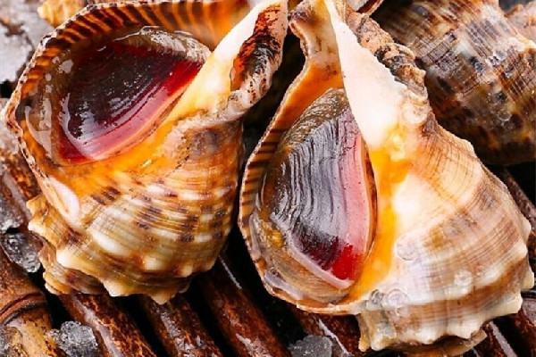 大海螺尾巴是黃還是屎 大海螺尾部黑色的可以吃嗎 大海螺尾巴是黃還是屎 大海螺尾部黑色的可以吃嗎