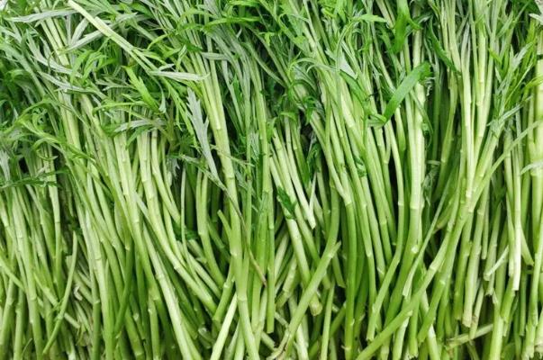 藜蒿孕婦可以吃嗎 藜蒿是什么菜 藜蒿孕婦可以吃嗎 藜蒿是什么菜