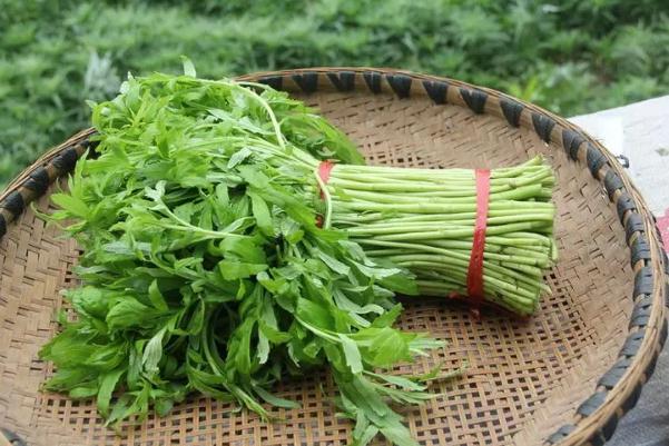 藜蒿有什么營(yíng)養(yǎng)價(jià)值 藜蒿的禁忌 藜蒿有什么營(yíng)養(yǎng)價(jià)值 藜蒿的禁忌