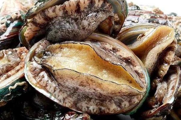 鮑魚要蒸多少時(shí)間才能熟 鮑魚要焯水嗎 鮑魚要蒸多少時(shí)間才能熟 鮑魚要焯水嗎