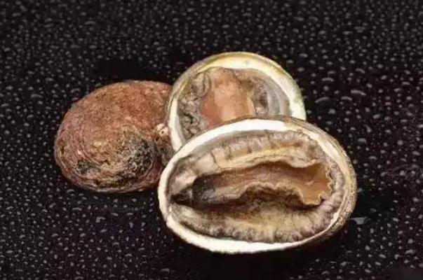 鮑魚對減肥有效果嗎 鮑魚對眼睛有好處嗎 鮑魚對減肥有效果嗎 鮑魚對眼睛有好處嗎