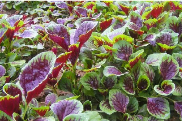 紅莧菜要不要焯水 紅莧菜炒多久 紅莧菜要不要焯水 紅莧菜炒多久