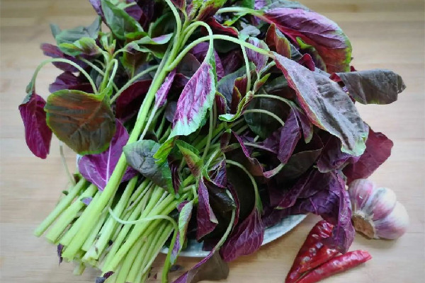 紅莧菜的功效與作用 紅莧菜是什么季節(jié)的菜 紅莧菜的功效與作用 紅莧菜是什么季節(jié)的菜