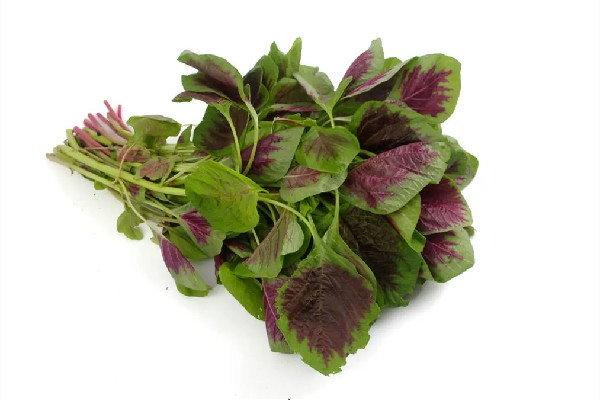 紅莧菜的功效與作用 紅莧菜是什么季節(jié)的菜 紅莧菜的功效與作用 紅莧菜是什么季節(jié)的菜