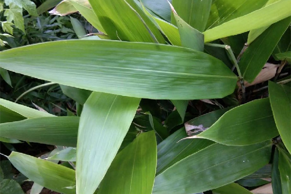 粽葉一包就破什么原因 粽葉怎么樣才能不容易破 粽葉一包就破什么原因 粽葉怎么樣才能不容易破