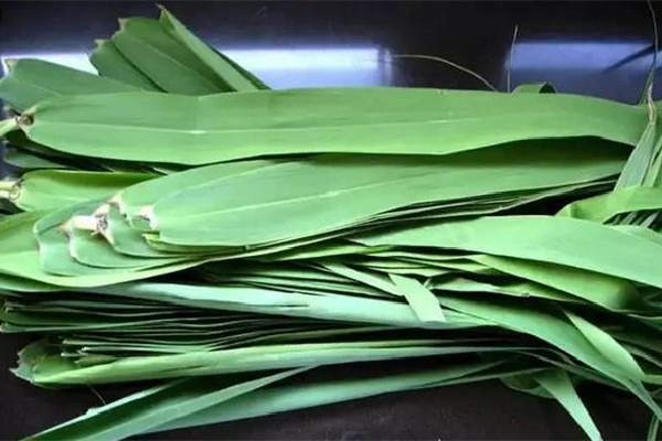 粽葉買(mǎi)什么樣的好 粽葉會(huì)不會(huì)壞 粽葉買(mǎi)什么樣的好 粽葉會(huì)不會(huì)壞