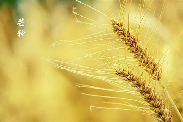 芒種節(jié)氣在陽歷的幾月 芒種節(jié)氣的來歷和風(fēng)俗 芒種節(jié)氣在陽歷的幾月 芒種節(jié)氣的來歷和風(fēng)俗