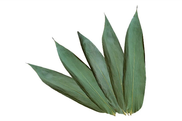 粽葉可以不煮直接包嗎 粽葉為什么要煮一煮 粽葉可以不煮直接包嗎 粽葉為什么要煮一煮