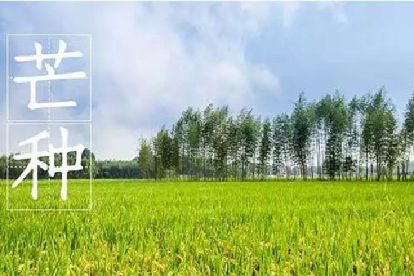 芒種要吃餃子嗎 芒種吃什么傳統(tǒng)食物 芒種要吃餃子嗎 芒種吃什么傳統(tǒng)食物