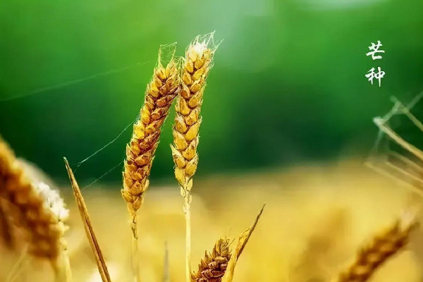 芒種節(jié)氣在陽歷的幾月 芒種節(jié)氣的來歷和風(fēng)俗 芒種節(jié)氣在陽歷的幾月 芒種節(jié)氣的來歷和風(fēng)俗