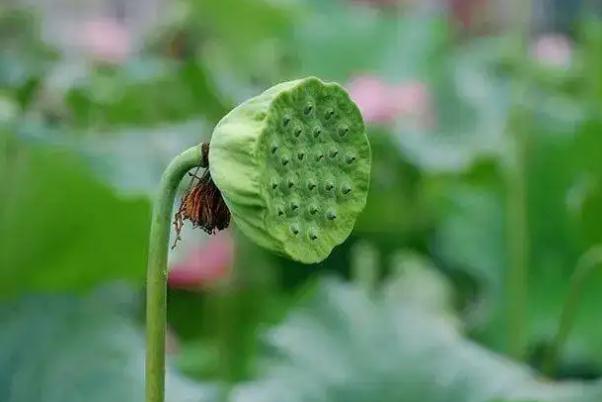 蓮蓬幾月份成熟 蓮蓬的寓意 蓮蓬幾月份成熟 蓮蓬的寓意