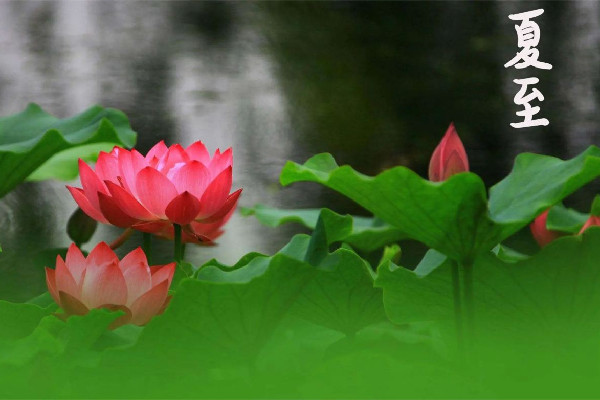 夏至吃面條還是餃子 夏至要吃餛飩嗎 夏至吃面條還是餃子 夏至要吃餛飩嗎