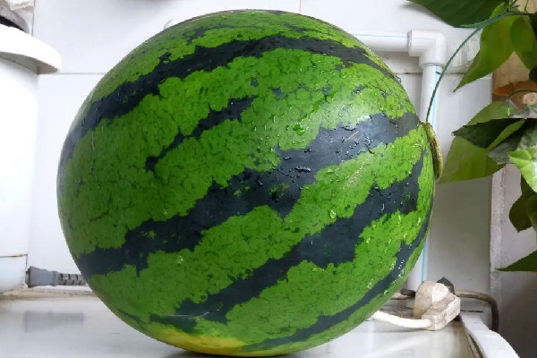 西瓜怎么看熟了沒熟 西瓜拍著清脆好還是沉重好 西瓜怎么看熟了沒熟 西瓜拍著清脆好還是沉重好