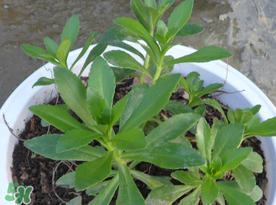 救心菜多少錢一斤 救心菜是三七菜嗎 救心菜多少錢一斤 救心菜是三七菜嗎