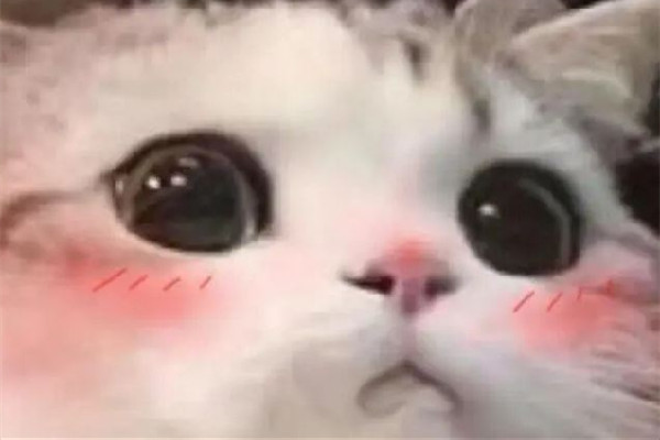 王德發(fā)是什么梗 王德發(fā)諧音的英文是什么意思 王德發(fā)是什么梗 王德發(fā)諧音的英文是什么意思