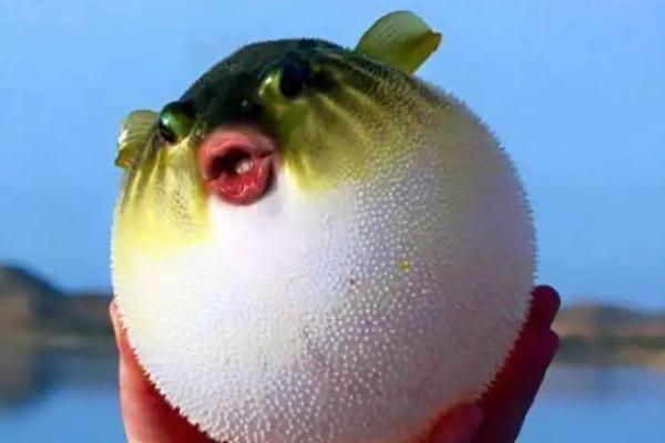 河豚中毒能救活嗎 河豚中毒后遺癥 河豚中毒能救活嗎 河豚中毒后遺癥