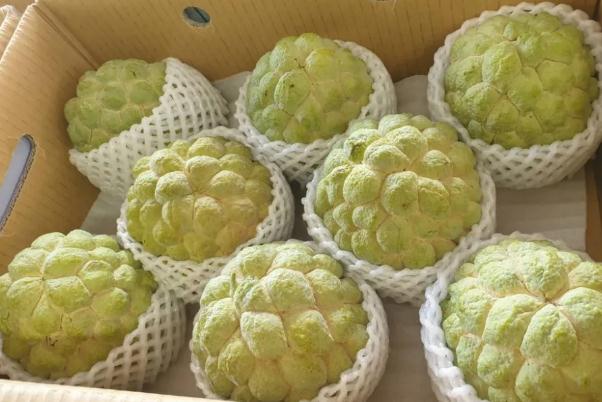 番荔枝和釋迦果的區(qū)別 番荔枝的正確吃法 番荔枝和釋迦果的區(qū)別 番荔枝的正確吃法