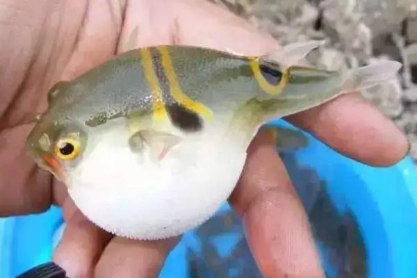 河豚的毒素主要在哪個部位 河豚的毒素在哪里含量最高 河豚的毒素主要在哪個部位 河豚的毒素在哪里含量最高