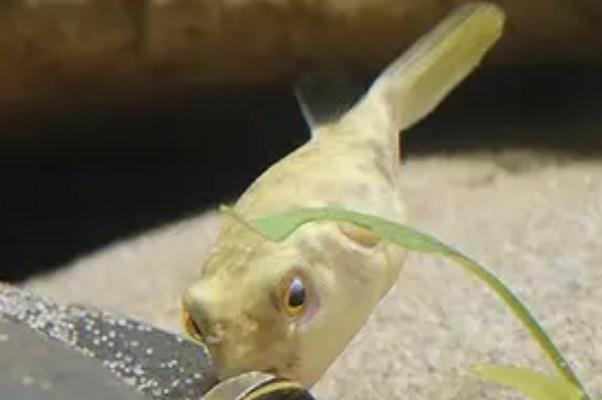 河豚的毒素主要在哪個部位 河豚的毒素在哪里含量最高 河豚的毒素主要在哪個部位 河豚的毒素在哪里含量最高