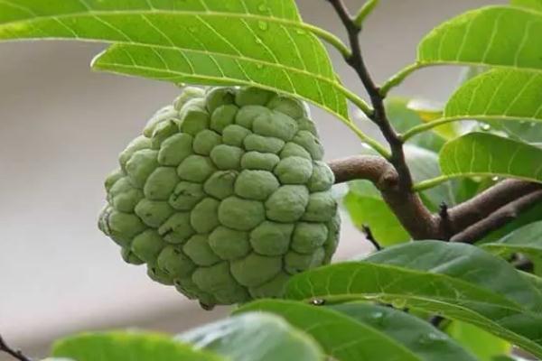 番荔枝要怎么放才熟 番荔枝要軟了才能吃嗎 番荔枝要怎么放才熟 番荔枝要軟了才能吃嗎