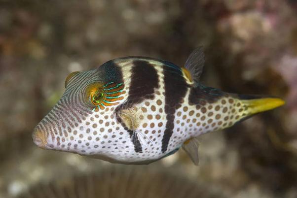 河豚中毒會發(fā)燒嗎 河豚中毒會頭暈么 河豚中毒會發(fā)燒嗎 河豚中毒會頭暈么