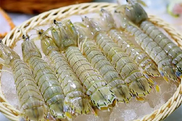 皮皮蝦的價(jià)格大概多少錢(qián)一斤 皮皮蝦什么時(shí)候最肥最好吃 皮皮蝦的價(jià)格大概多少錢(qián)一斤 皮皮蝦什么時(shí)候最肥最好吃