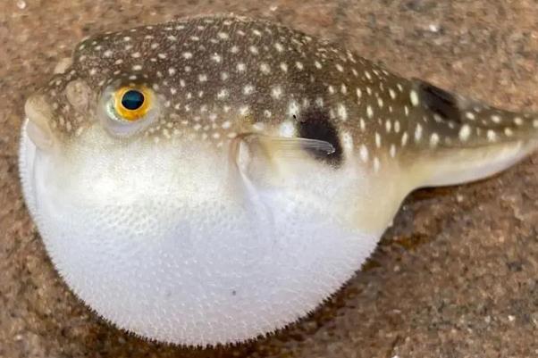 河豚為什么有毒 河豚怎么處理才沒毒 河豚為什么有毒 河豚怎么處理才沒毒