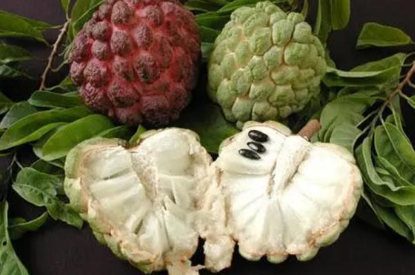 番荔枝要怎么放才熟 番荔枝要軟了才能吃嗎 番荔枝要怎么放才熟 番荔枝要軟了才能吃嗎