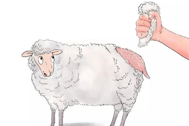 薅羊毛是什么意思 薅羊毛是什么梗 薅羊毛是什么意思 薅羊毛是什么梗