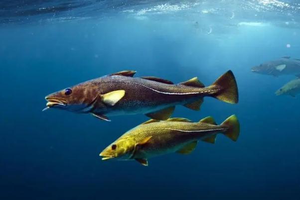 鱈魚的蛋白質(zhì)含量是多少 鱈魚的嘌呤含量是多少 鱈魚的蛋白質(zhì)含量是多少 鱈魚的嘌呤含量是多少